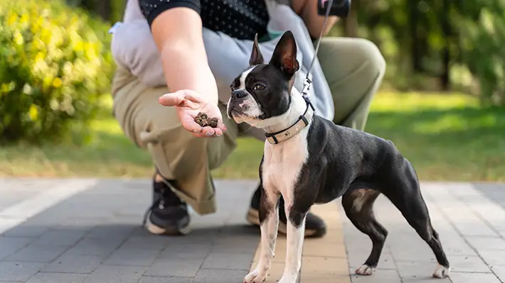 Tools like clicker and treats used for positive dog training