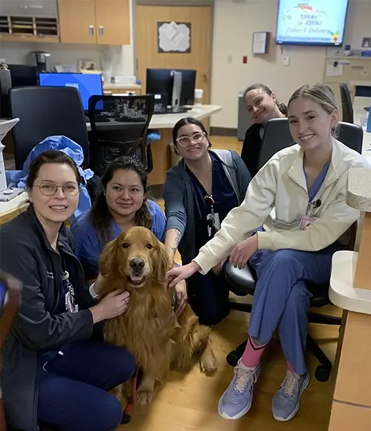 Therapy dog visiting hospital staff during a wellness break, providing emotional support and stress relief as part of a therapy dog visit program