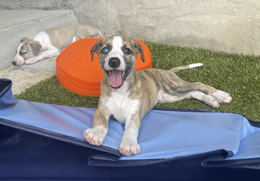 Tigger, an AKC Whippet puppy with two different colored eyes, available for adoption in Cedar Park, Texas