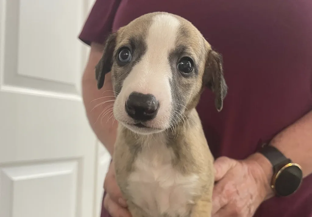 Tigger the Whippet puppy, photo 3